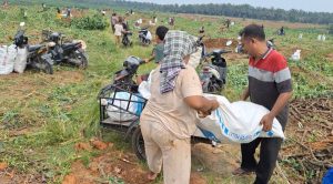 HGU 94 Limau Mungkur Dibersihkan, Ratusan Warga Panen Raya