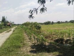 30 Tahun 23 Miliar Kredit Macet PT Spectra Graha, Gubsu dan Kejati Sumut Diminta Usut, Bank Sumut : Lagi Proses